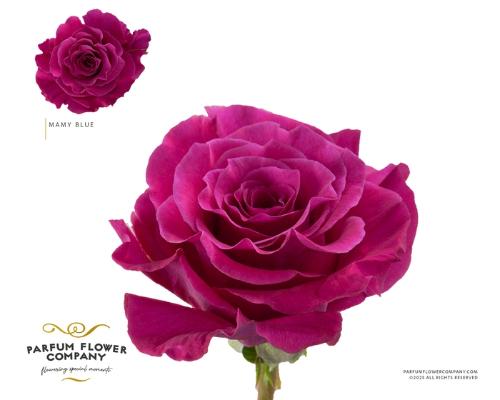 Rosa grootbloemig overig