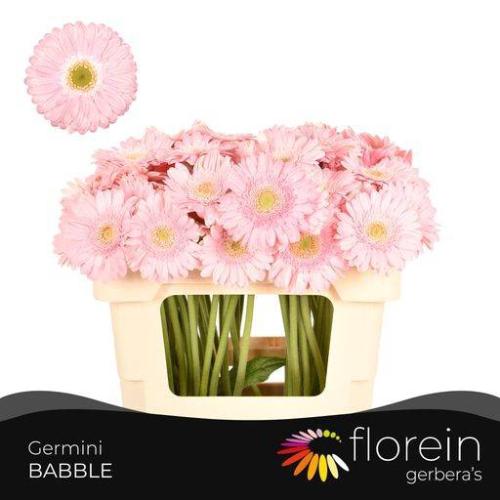 Gerbera mini 'Babble'