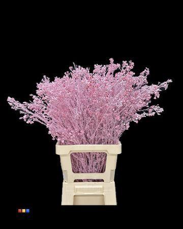 Chamelaucium kleurbehandeld H%