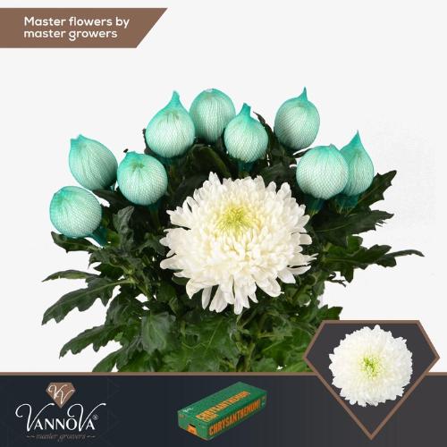 Chrysanthemum Indicum Grp geplozen Magnum