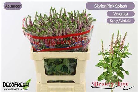 Veronica longifolia Skyler Pink