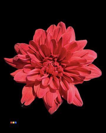 Chrysanthemum Indicum Grp tros kas kleurbehandeld H%