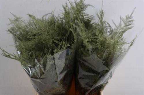 Asparagus overig kleurbehandeld H%