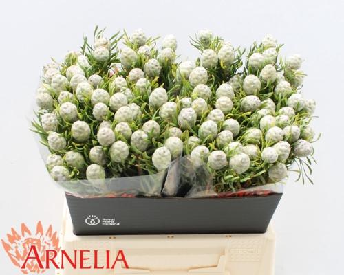 Leucadendron linifolium 'Jade Pearl'