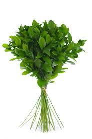 Ruscus hypophyllum (groot blad)