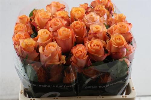 Rosa grootbloemig Twilight