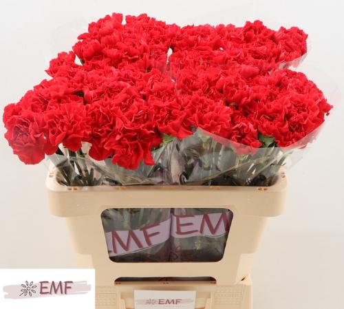 Dianthus standaard Grand Slam