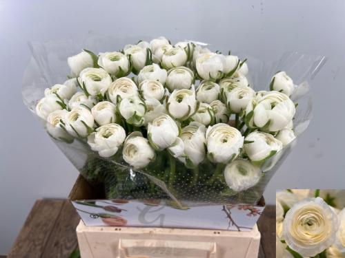 Ranunculus asiaticus 'Elegance White'