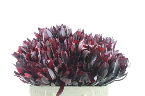 Leucadendron 'Safari Sunset'