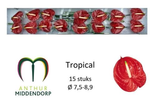 Anthurium Andreanum Grp 'Tropical'