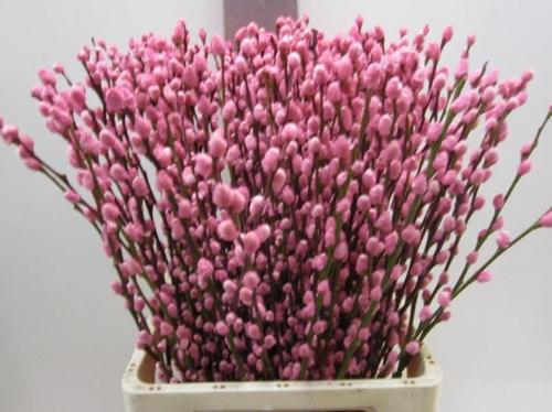 Salix kleurbehandeld H%