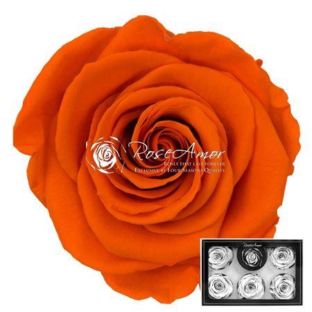 Rosa grootbloemig kleurbehandeld H%