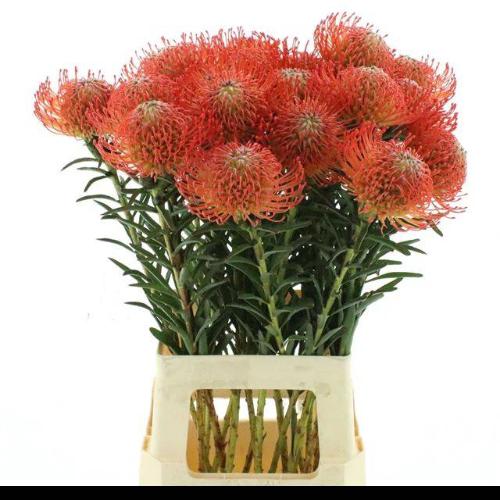 Leucospermum cordifolium 'Tango'