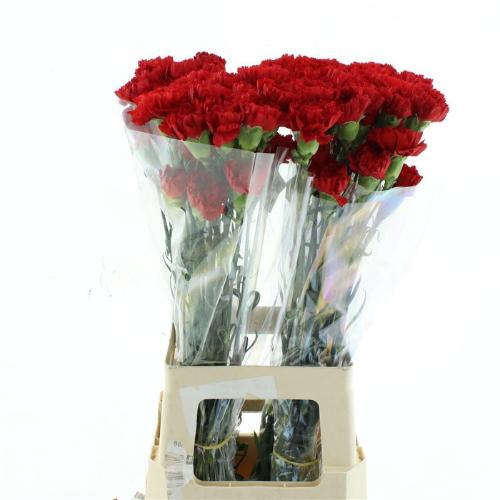 Dianthus standaard Don Pedro