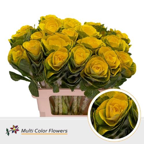 Brassica oleracea kleurbehandeld H%