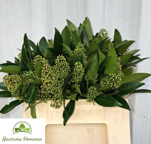 Skimmia per bos confusa 'Kew Green'