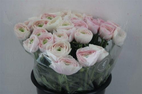 Ranunculus asiaticus Succes Hanoi