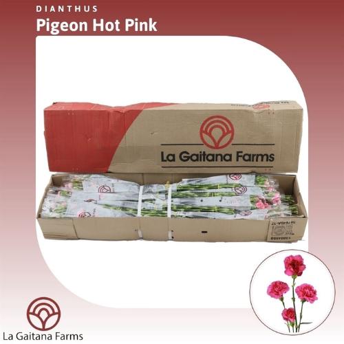 Dianthus tros Pigeon