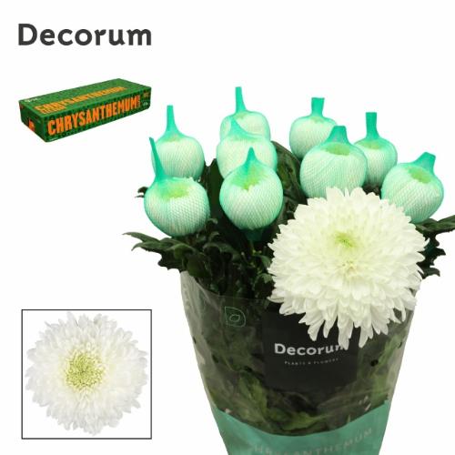 Chrysanthemum Indicum Grp geplozen Magnum