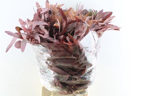 Eucalyptus polyanthemos kleurbehandeld per bos H%