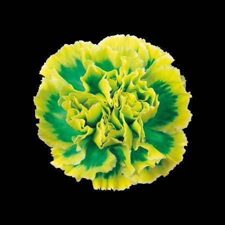 Dianthus standaard kleurbehandeld H%