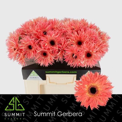 Gerbera grootbloemig Sensini