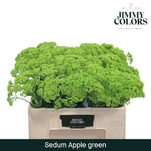 Sedum kleurbehandeld H%