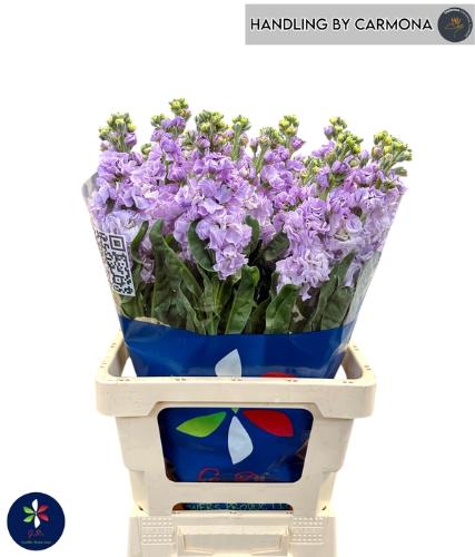 Rosa grootbloemig Athena