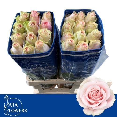 Rosa grootbloemig Frutteto