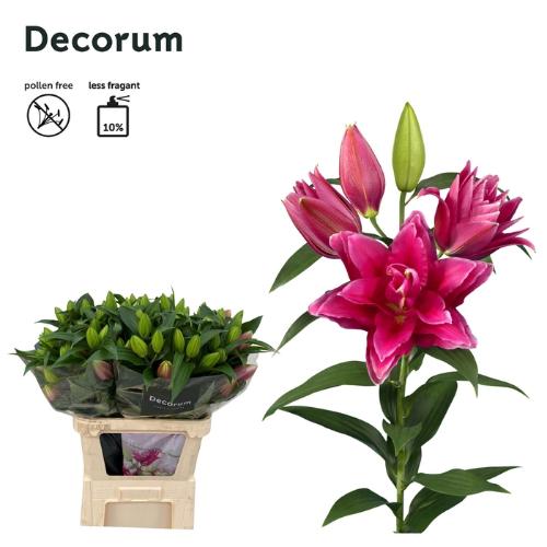 Lilium (Oriental Grp) dubbel Roselily Manouska