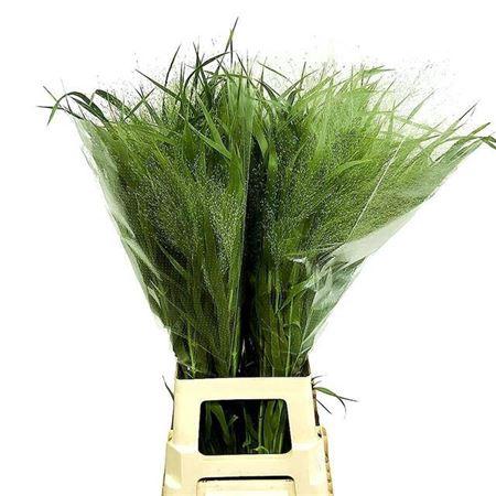 Panicum 'Fountain'
