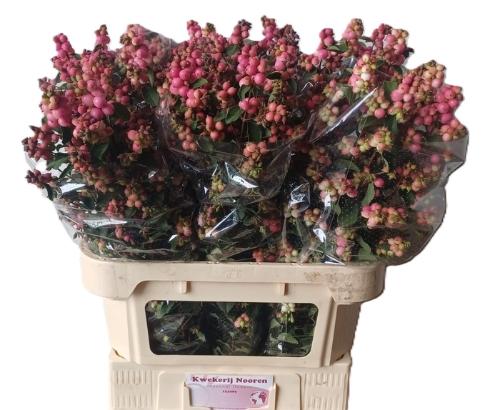 Symphoricarpos (Pink Berry Grp) Magical Ruby Falls