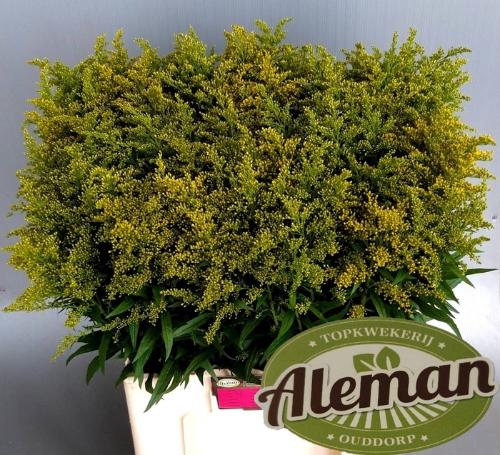 Solidago Tara Gold