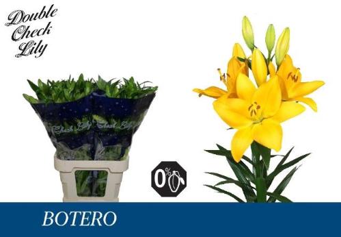 Lilium (LA-hybrids Grp) 'Botero'