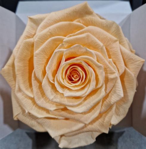 Rosa grootbloemig kleurbehandeld H%