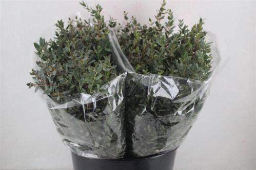 Eucalyptus per bos parvifolia