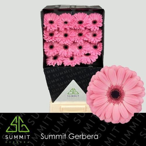 Gerbera grootbloemig Joyride