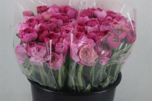 Ranunculus asiaticus 'Elegance Pink'