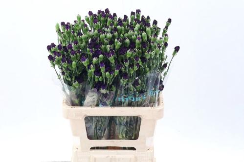 Dianthus tros Florigene Moonvelvet