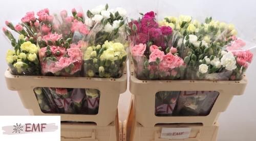 Dianthus tros gemengd in fust