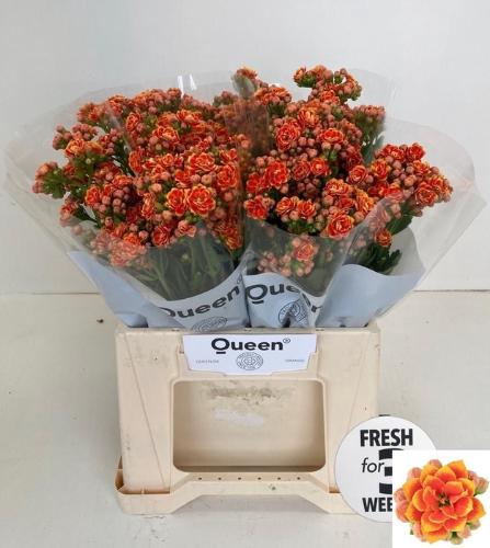 Kalanchoe 'Flaming Orange Meadow'
