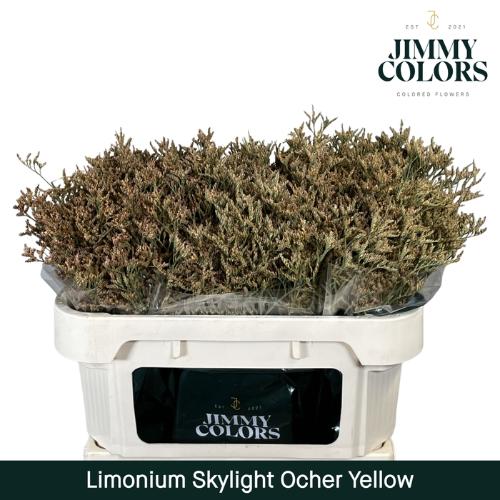 Limonium overig kleurbehandeld H%