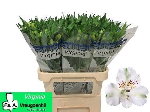 Alstroemeria 'Virginia'