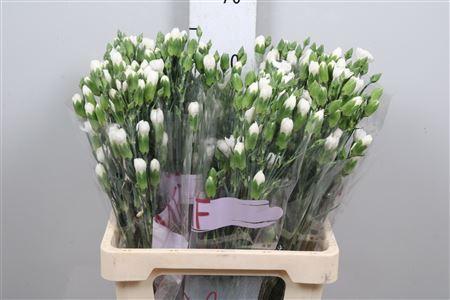 Dianthus tros Artic