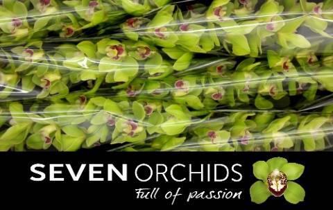 Cymbidium grootbloemig per tak 'Bremo'