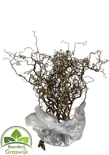 Corylus avellana 'Contorta'