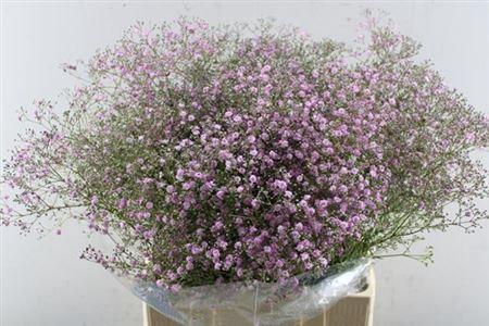 Gypsophila paniculata 'My Pink'