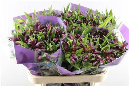 Alstroemeria Kamala