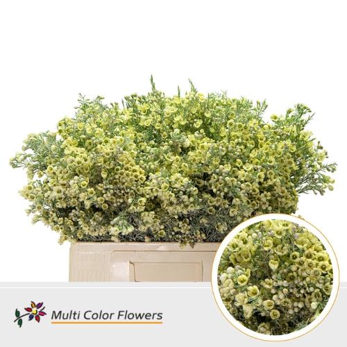 Chamelaucium kleurbehandeld H%