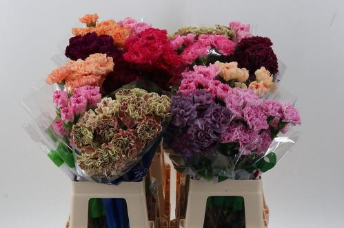 Dianthus standaard gemengd in fust